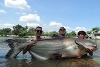 Cobra Snakehead