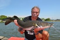 Thai Fish Species - Salween Catfish