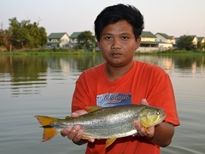 Thai Fish Species - Golden Dorado