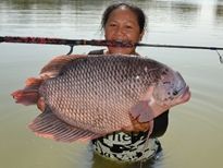 Thai Fish Species - Giant Gourami