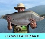 Khao Laem Dam Gallery - Clown Featherback