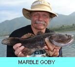 Khao Laem Dam Gallery - Marble Goby