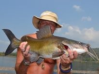Thai Fish Species - Yellow Catfish
