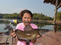 Yellow Catfish Khao Laem Dam