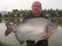 Thai Fish Species - Pacu
