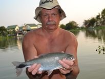 Thai Fish Species - Picuda
