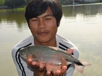 Thai Fish Species - Picuda