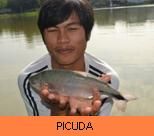 Thai Fish Species - Picuda