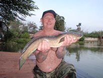 Thai Fish Species - Striped Snakehead