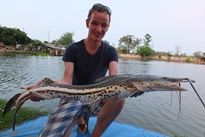 Thai Fish Species - Firewood Catfish