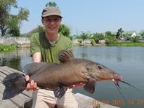 Thai Fish Species - Giraffe Catfish