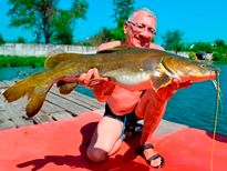 Thai Fish Species - Salween Catfish