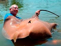 Thai Fish Species - Giant Freshwater Stingray
