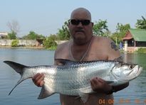 Thai Fish Species - Atlantic Tarpon
