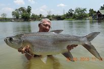 Thai Fish Species - Atlantic Tarpon