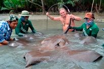 Thai Fish Species - Giant Freshwater Stingray