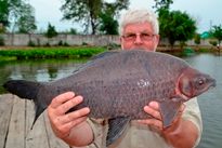Thai Fish Species - Bearded Labeo