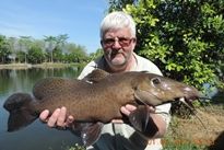 Thai Fish Species - Giraffe Catfish