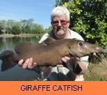 Thai Fish Species - Giraffe Catfish