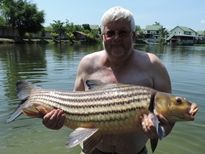 Thai Fish Species - Juliens Golden Price Carp