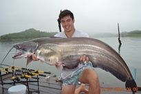 Thai Fish Species - Wallago Attu
