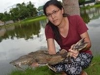 Thai Fish Species - Goonch