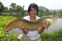 Thai Fish Species - Arawana