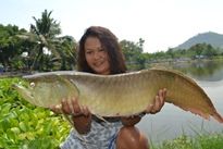 Thai Fish Species - Arawana