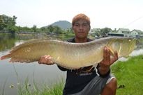 Thai Fish Species - Arawana
