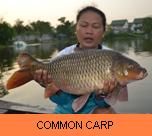 Thai Fish Species - Common Carp