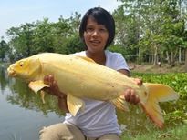 Thai Fish Species - Koi Carp