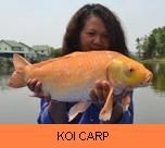Thai Fish Species - Koi Carp