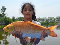 Thai Fish Species - Koi Carp