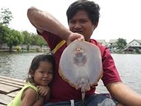 Thai Fish Species - White-Edge Stingray