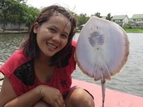 Thai Fish Species - White-Edge Stingray