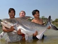 Thai Fish Species - Chao Phraya Catfish