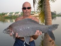 Thai Fish Species - Black Shark Minnow