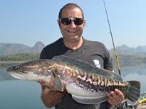 Giant Snakehead Khao Laem Dam