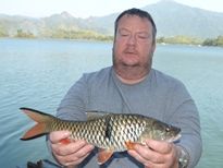 Thai Fish Species - Eye Spot Barb