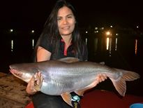 Thai Fish Species - Catfish Shark