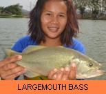 Thai Fish Species - Largemouth Bass
