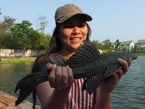 Thai Fish Species - Suckermouth Catfish