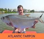 Photo Gallery - Atlantic Tarpon