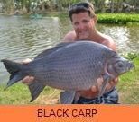 Photo Gallery - Black Shark Minnow