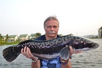 Thai Fish Species - Giant Snakehead