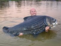 Thai Fish Species - Siamese Carp