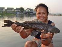 Thai Fish Species - Suckermouth Catfish