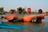 Thai Redtailed Catfish