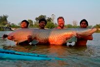 Thai Fish Species - Arapaima
