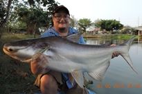 Thai Fish Species - Big-Y Catfish